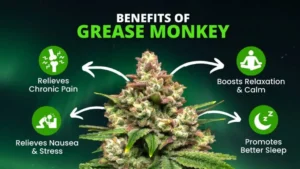 Grease Monkey strain