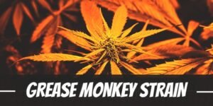 Grease Monkey strain