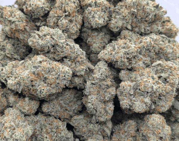 strawberry guava strain